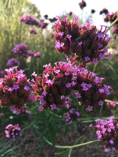 arboretum vivai verbena bonariensis