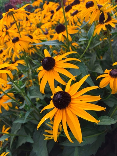 arboretum vivai rudbeckia fulgida