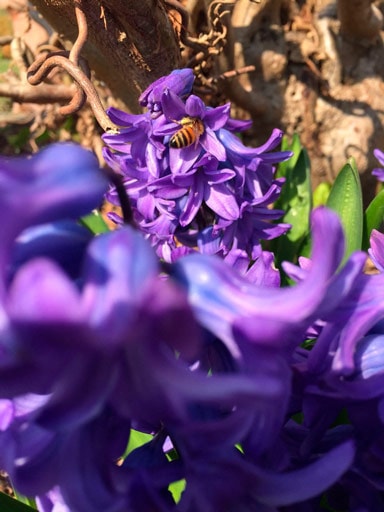 arboretum vivai giacinto