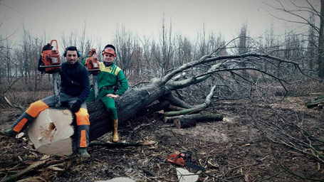 arboretum vivai al lavoro: abbattimento grandi alberi