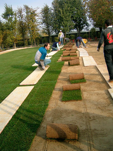 arboretum vivai messa a dimora prato pronto – tappeto a rotolo