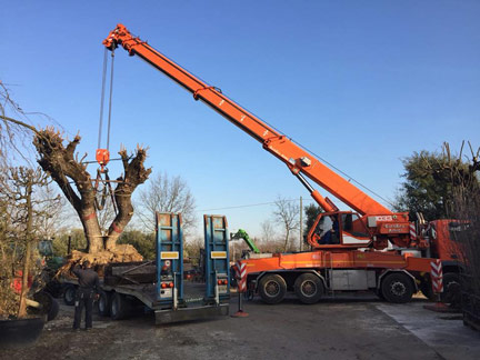 arboretum vivai trasferimento grandi esemplari